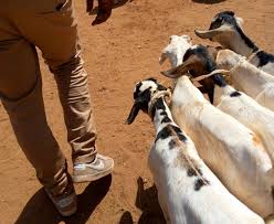 Tseikuru traders say improved market stalls are boosting small business as county upgrades trading centre